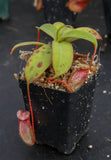 Nepenthes sibuyanensis, BE-3164