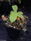 Nepenthes sibuyanensis, BE-3164