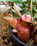 Nepenthes sibuyanensis, BE-3164