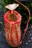 Nepenthes sibuyanensis variegated