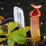 Nepenthes sibuyanensis x (veitchii x lowii)