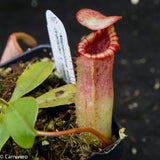 Nepenthes sibuyanensis x (veitchii x lowii)