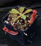 Nepenthes sibuyanensis x (veitchii x lowii)