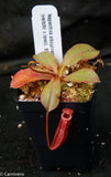 Nepenthes sibuyanensis x (veitchii x lowii)