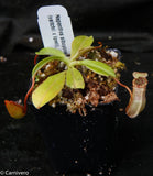 Nepenthes sibuyanensis x (veitchii x lowii)