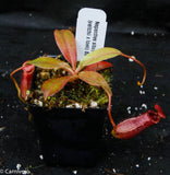 Nepenthes sibuyanensis x (veitchii x lowii)