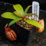 Nepenthes sibuyanensis x ampullaria