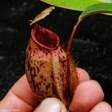 Nepenthes sibuyanensis x ampullaria