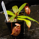 Nepenthes sibuyanensis x ampullaria