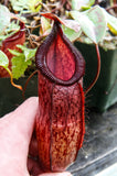 Nepenthes sibuyanensis x hamata, BE-3562