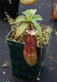 Nepenthes sibuyanensis x hamata, BE-3562