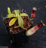 Nepenthes sibuyanensis x hamata, BE-3562