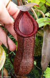 Nepenthes sibuyanensis x hamata, BE-3562