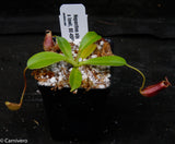 Nepenthes sibuyanensis x lowii