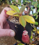 Nepenthes sibuyanensis x merrilliana, BE-3542