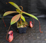 Nepenthes sibuyanensis x merrilliana, BE-3542