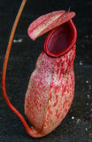 Nepenthes sibuyanensis x merrilliana, BE 4026