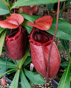 Nepenthes sibuyanensis x merrilliana, BE-3542