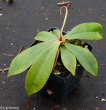 Nepenthes sibuyanensis x merrilliana, BE-3542