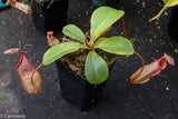 Nepenthes sibuyanensis x robcantleyi, BE-3713