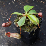 Nepenthes sibuyanensis x robcantleyi, BE-3713