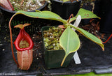 Nepenthes sibuyanensis x robcantleyi, BE-3713