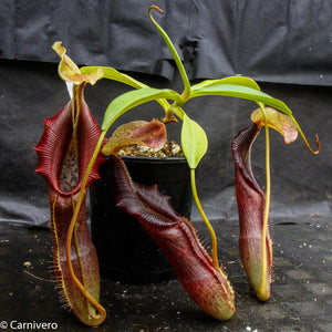 Nepenthes singalana Belirang, BE-3170