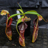 Nepenthes singalana Belirang, BE-3170