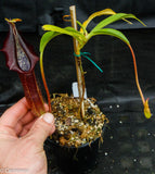 Nepenthes singalana Belirang, BE-3170