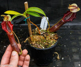 Nepenthes singalana Belirang, BE-3170