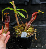 Nepenthes singalana Belirang, BE-3170