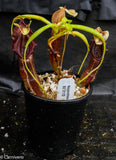 Nepenthes singalana Belirang, BE-3170