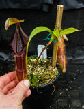 Nepenthes singalana Belirang, BE-3170