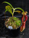 Nepenthes singalana Belirang, BE-3170