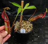 Nepenthes singalana Belirang, BE-3170