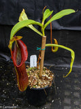 Nepenthes singalana Belirang, BE-3170