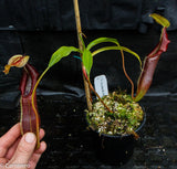 Nepenthes singalana Belirang, BE-3170