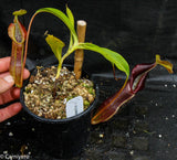 Nepenthes singalana Belirang, BE-3170