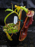 Nepenthes singalana Belirang, BE-3170