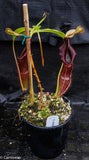 Nepenthes singalana Belirang, BE-3170