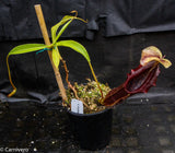 Nepenthes singalana Belirang, BE-3170