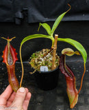 Nepenthes singalana Belirang, BE-3170