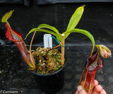 Nepenthes singalana Belirang, BE-3170