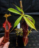 Nepenthes singalana Belirang, BE-3170