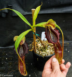 Nepenthes singalana Belirang, BE-3170