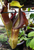 Nepenthes singalana Belirang, BE-3170