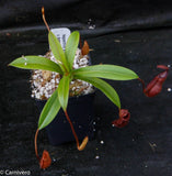 Nepenthes singalana x diabolica, BE-3900