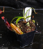 Nepenthes singalana Tujuh