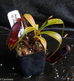 Nepenthes singalana Tujuh