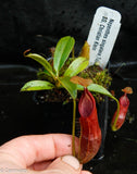 Nepenthes singalana Tujuh